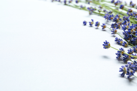 Beautiful lavender on white tableの写真素材