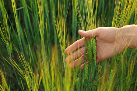 Woman touching wheat spikelets in green fieldの写真素材