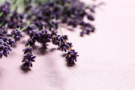 Beautiful lavender on color background, closeupの写真素材