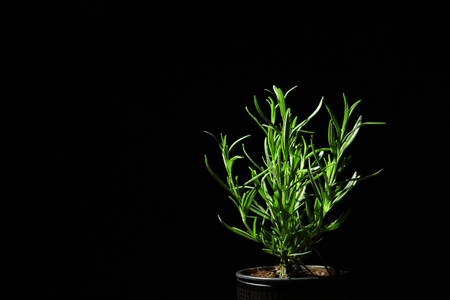 Pot with fresh rosemary on dark backgroundの写真素材