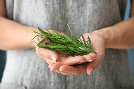 Woman holding fresh rosemary, closeupの写真素材