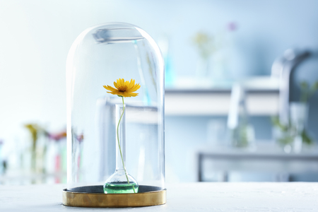 Test flask with flower under glass cover on table in laboratoryの写真素材