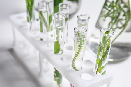 Test tubes with plants in holderの写真素材