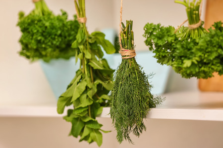 Fresh dill hanging on stringの写真素材