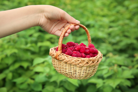 Woman holding wicker basket with ripe raspberries in gardenの写真素材