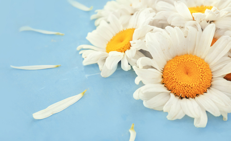 Beautiful chamomile flowers on color backgroundの写真素材