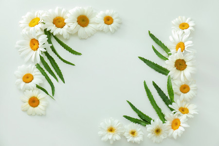 Beautiful chamomile flowers on white backgroundの写真素材