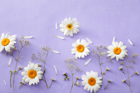Beautiful chamomile flowers on color backgroundの写真素材