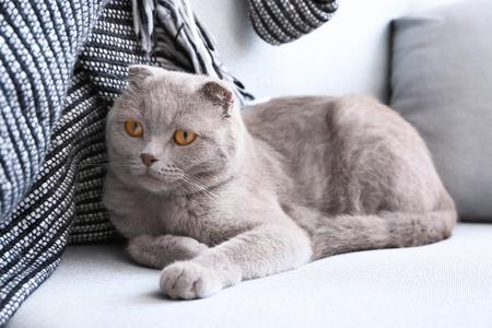 Cute cat resting on sofa indoorsの写真素材