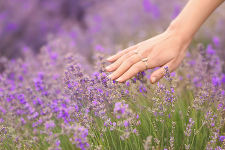 Beautiful young woman touching lavender in field on summer dayの写真素材