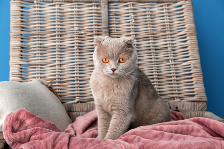 Cute funny cat at homeの写真素材
