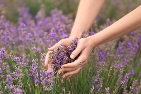 Beautiful young woman touching lavender in field on summer dayの写真素材