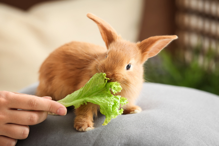 Woman feeding cute fluffy bunny at homeの写真素材