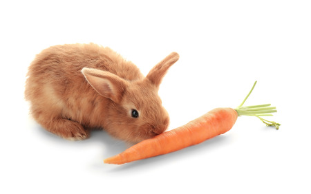Cute fluffy bunny eating carrot on white backgroundの写真素材
