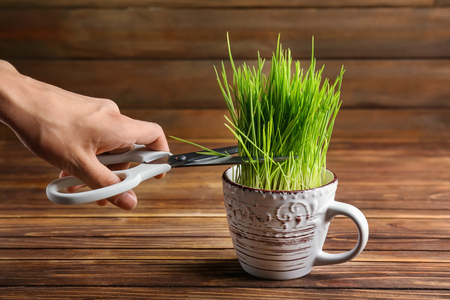 Woman cutting sprouted wheat grass on wooden backgroundの写真素材