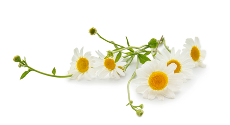 Beautiful camomile flowers on white backgroundの写真素材