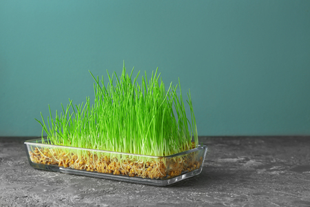 Tray with sprouted wheat grass on tableの写真素材
