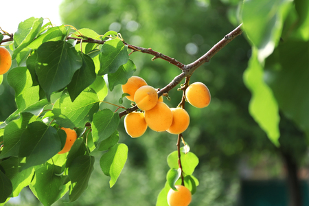 Delicious apricots on branch in gardenの写真素材