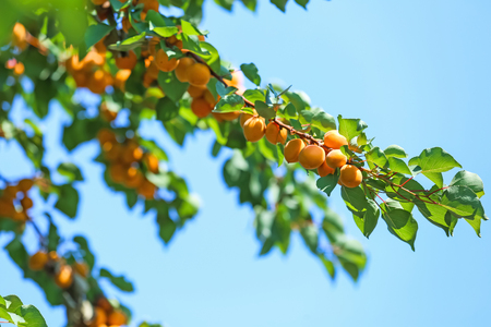 Branch with ripe apricots against blue skyの写真素材