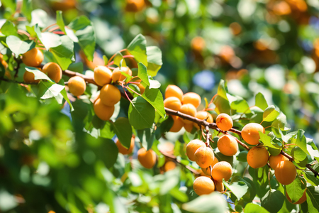 Branch with ripe apricots on summer dayの写真素材