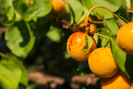 Branch with ripe apricots on summer day, closeupの写真素材