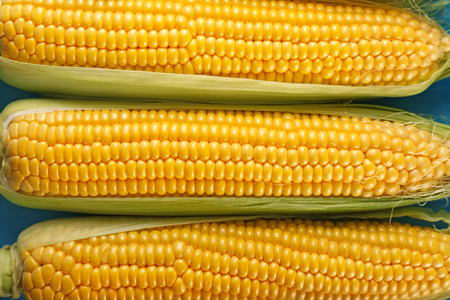 Fresh corn cobs, top view