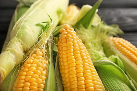 Fresh corn cobs, closeupの写真素材