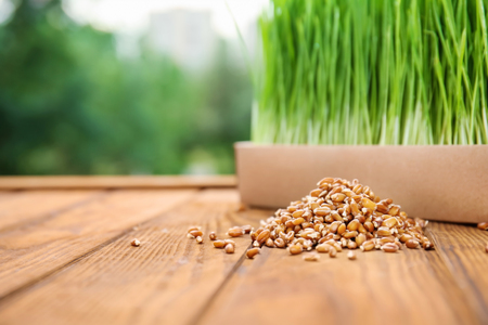 Box with sprouted wheat grass and seeds on wooden tableの写真素材
