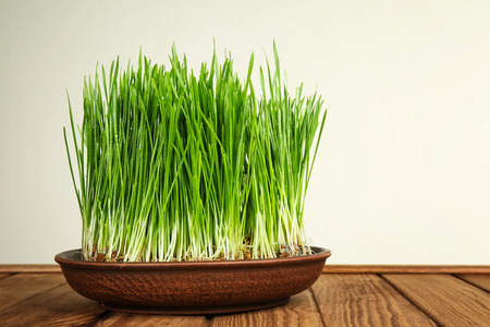 Dish with sprouted wheat grass on table against white backgroundの写真素材