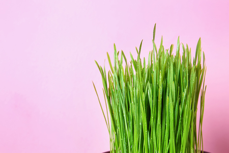 Sprouted wheat grass on color backgroundの写真素材