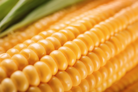 Fresh corn cob, closeupの写真素材