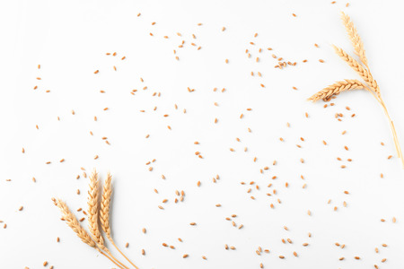 Wheat spikelets and grains on white backgroundの写真素材