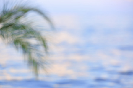 Green palm at sea resort, blurred viewの写真素材