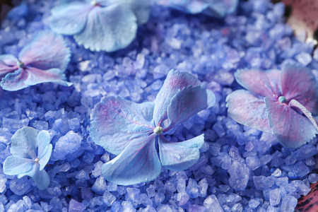 Sea salt with hydrangea flowers, closeupの写真素材