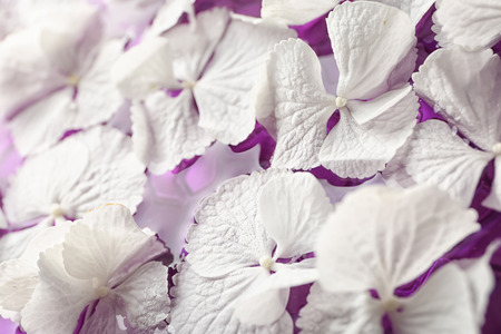 Beautiful hydrangea flowers in water, closeupの写真素材