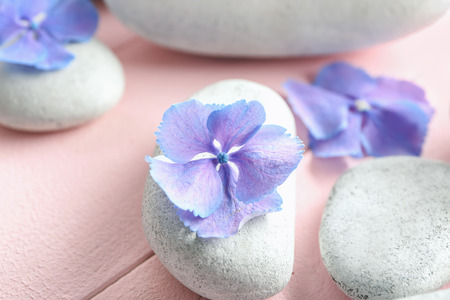 Spa stones with hydrangea flowers on color tableの写真素材