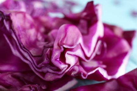 Red cabbage leaf, closeupの写真素材