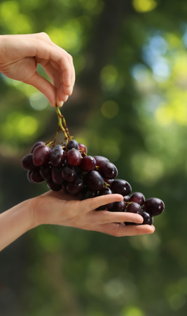 Female hands with juicy black grapes on blurred background