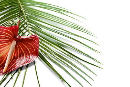 Fresh tropical leaf and anthurium flower on white backgroundの写真素材