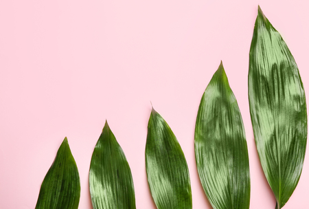 Fresh tropical leaves on color backgroundの写真素材