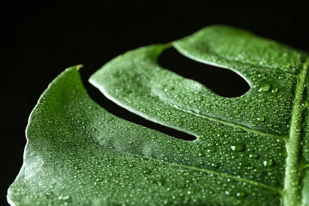 Monstera leaf with water drops on dark background, closeupの写真素材