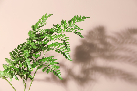 Fresh tropical leaves on color backgroundの写真素材