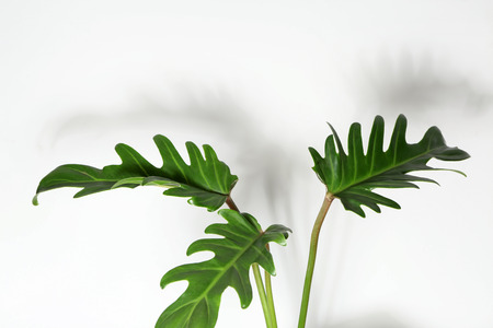 Fresh tropical leaves on white backgroundの写真素材