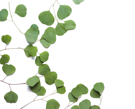 Branches of tropical plant on white backgroundの写真素材