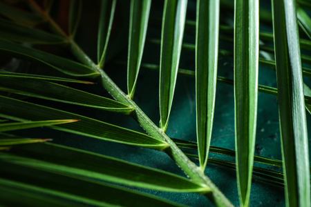 Green tropical leaves, closeup