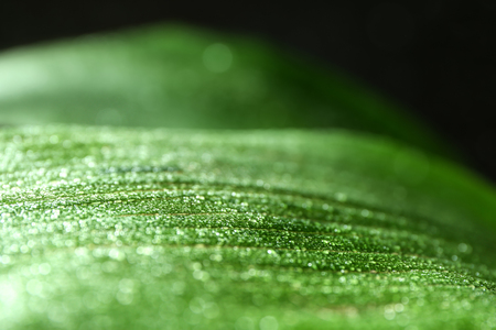 Tropical leaf with water drops, closeupの写真素材