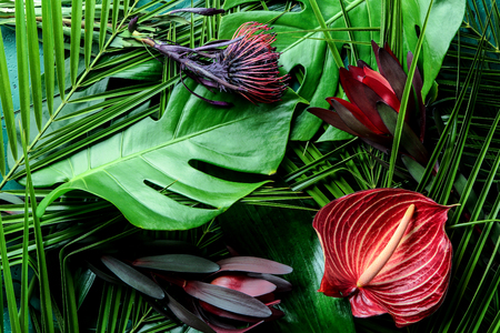 Beautiful flowers on green tropical leavesの写真素材