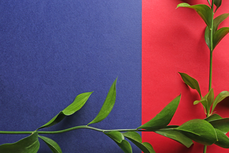 Branches of Ruscus on color backgroundの写真素材