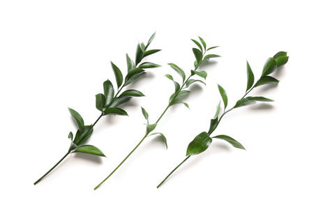 Fresh ruscus branches on white backgroundの写真素材