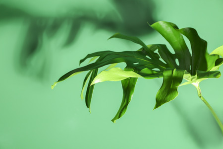Fresh tropical leaf on color background